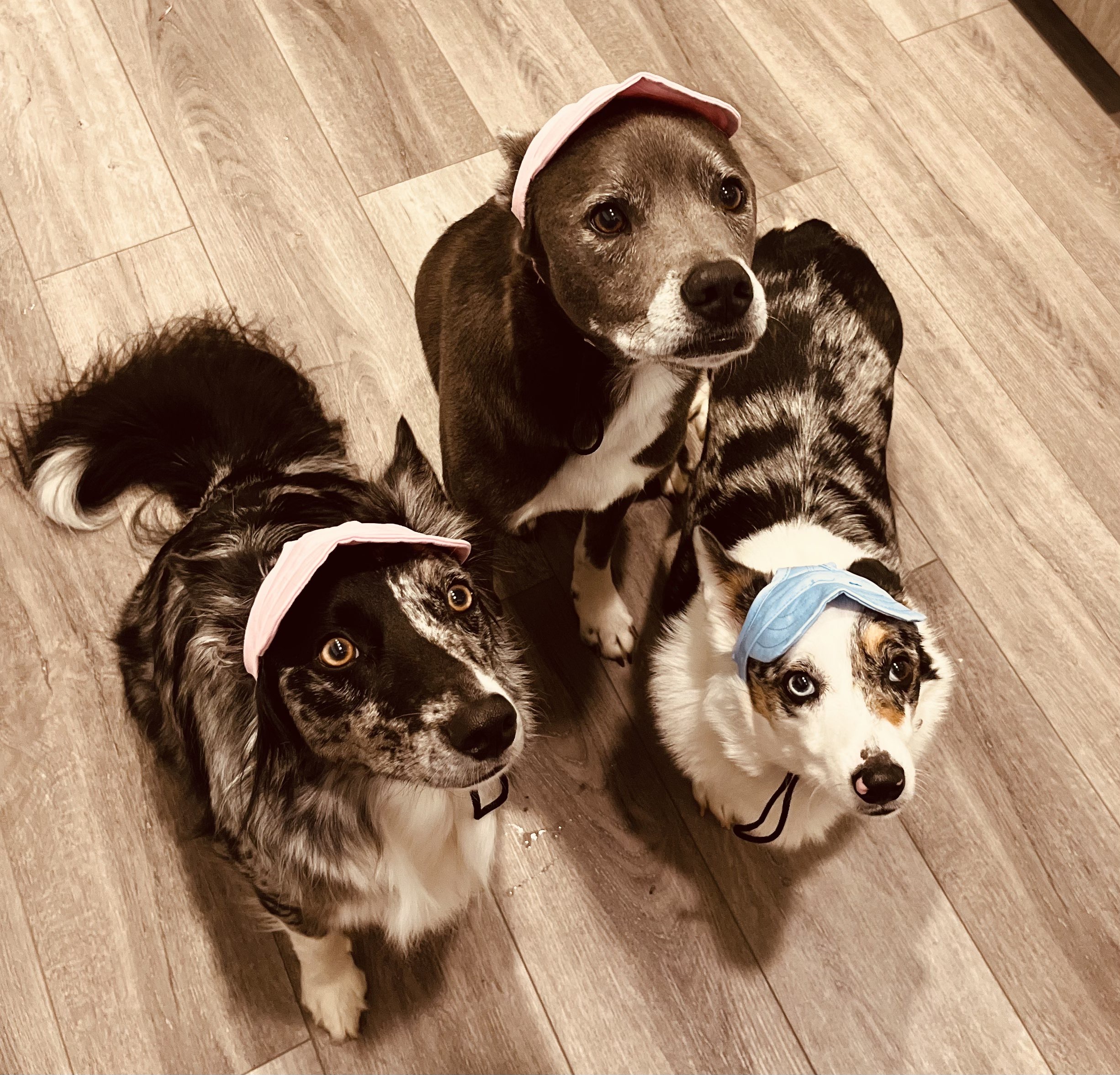 Drew's three dogs